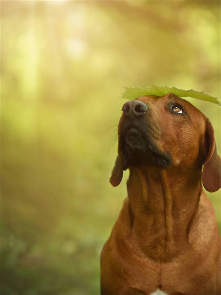 图片 小型拉布拉多犬的体型特征与标准对比1.jpg