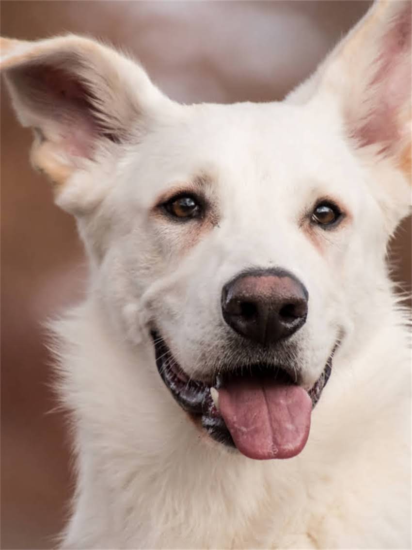 图片 小型拉布拉多犬的体型特征与标准对比2.jpg