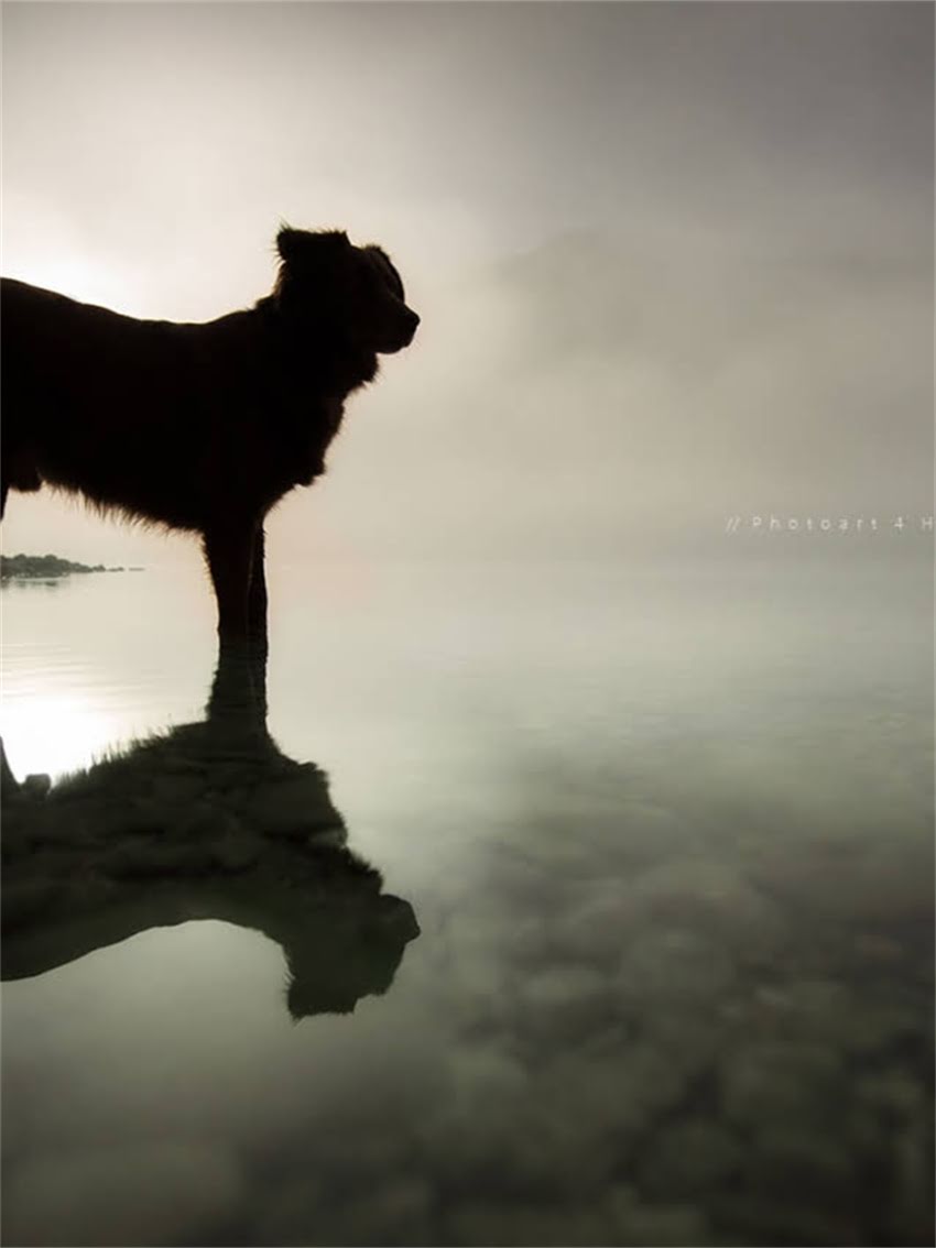 图片 小型雪纳瑞与标准雪纳瑞全对比：品种特征、饲养要点及价格.jpg