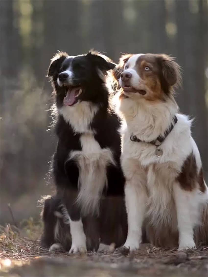 图片 小型雪纳瑞与标准雪纳瑞全对比：品种特征、饲养要点及价格2.jpg