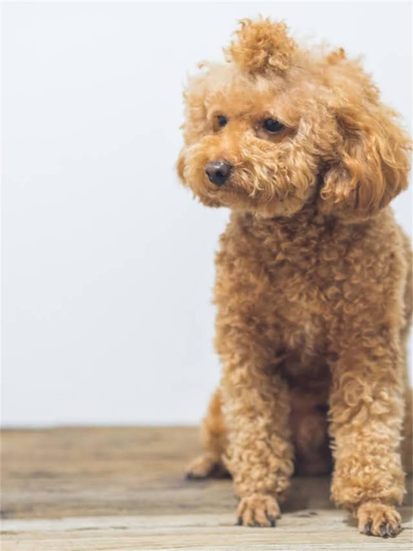 图片 小小猫粮价格多少钱？全+选购指南.jpg