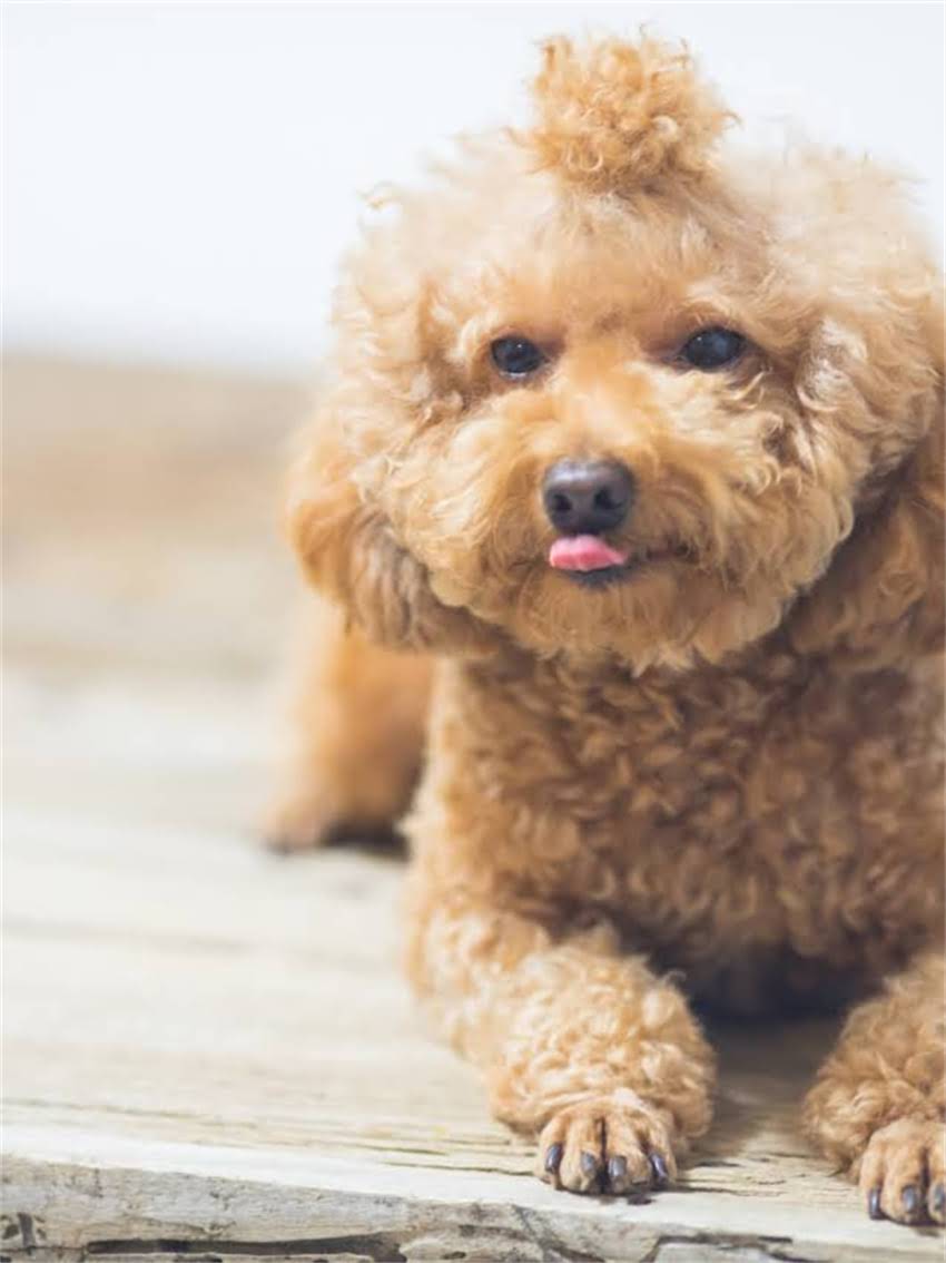 图片 小小猫粮价格多少钱？全+选购指南2.jpg