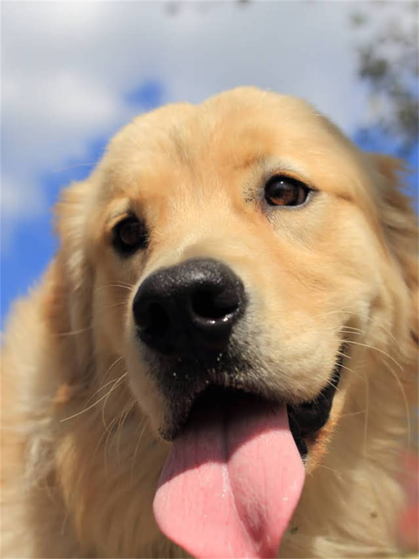 图片 小拉布拉多便血怎么办？紧急处理指南+症状+预防措施全攻略.jpg