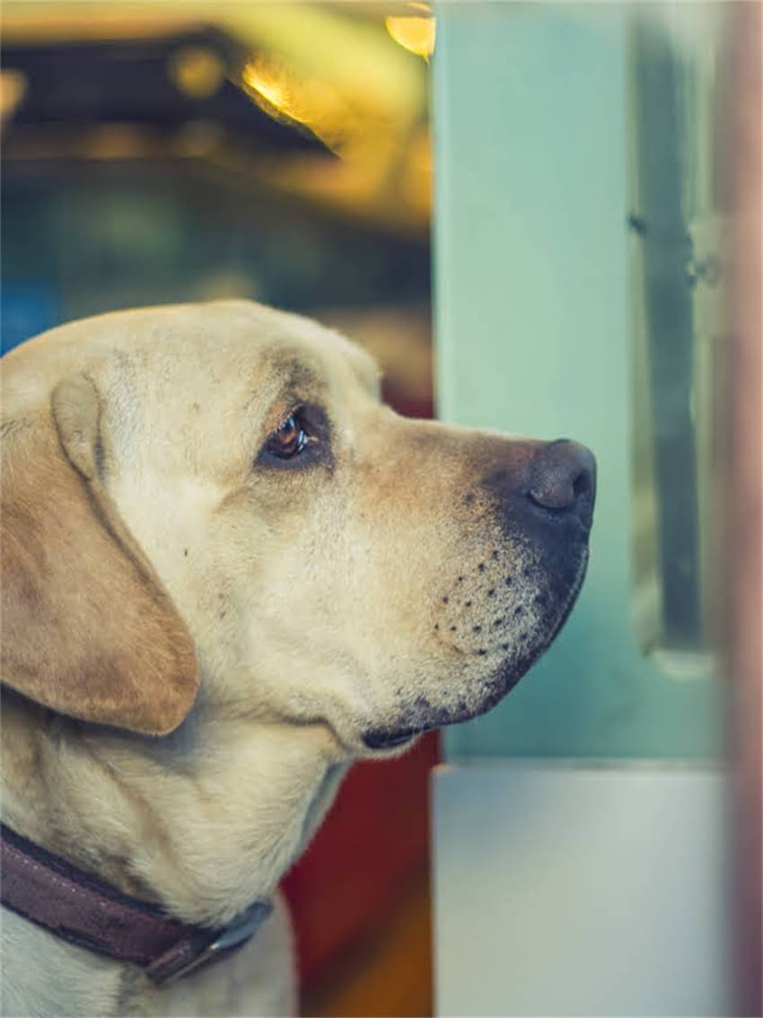 图片 小拉布拉多便血怎么办？紧急处理指南+症状+预防措施全攻略1.jpg