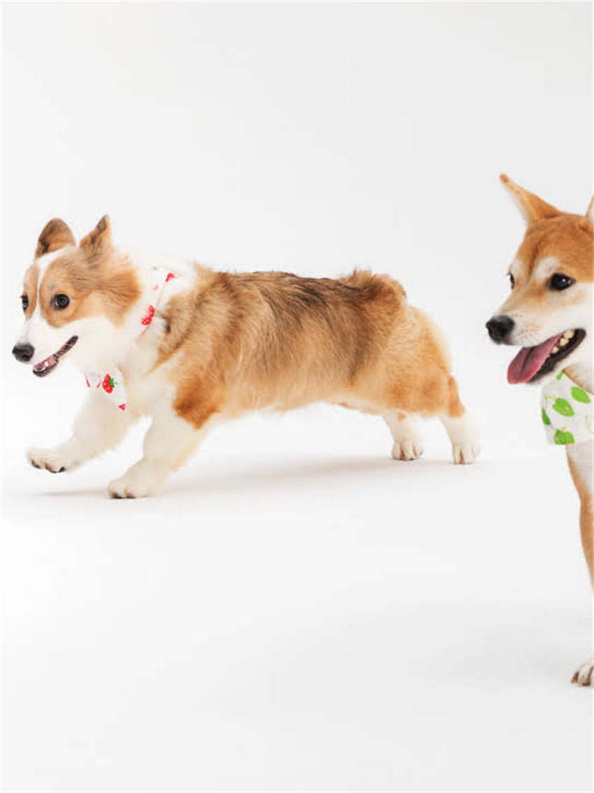 图片 小拉布拉多脸上出现皱纹怎么办？5个专业护理方法及健康隐患全1.jpg