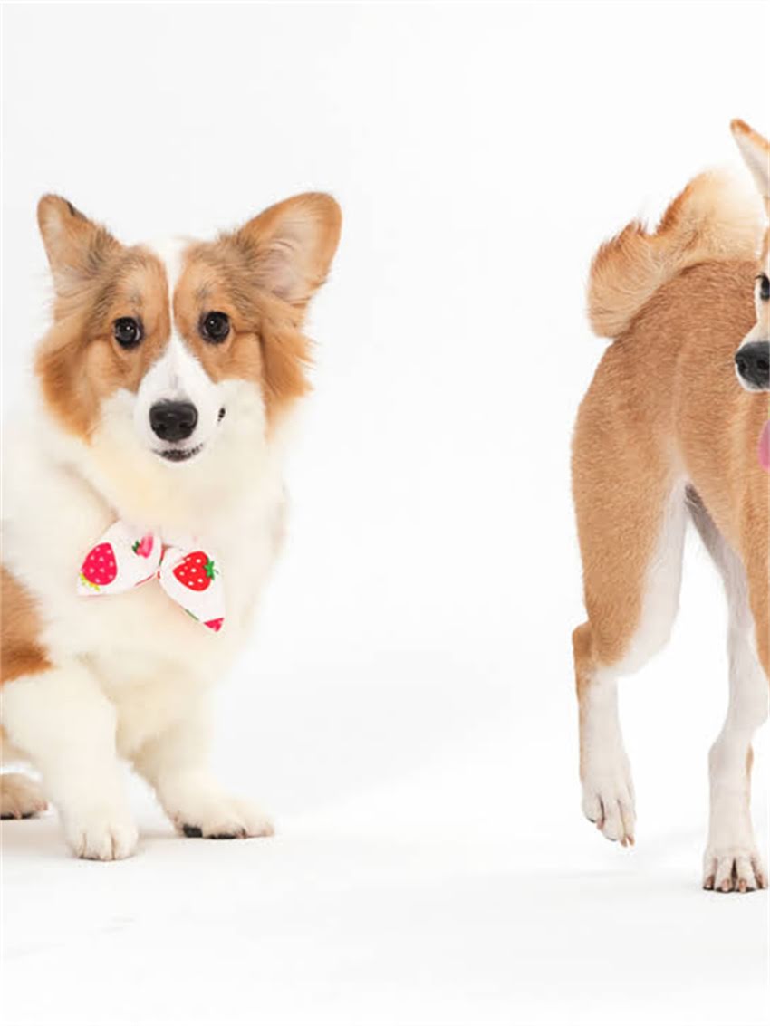 图片 小拉布拉多脸上出现皱纹怎么办？5个专业护理方法及健康隐患全2.jpg