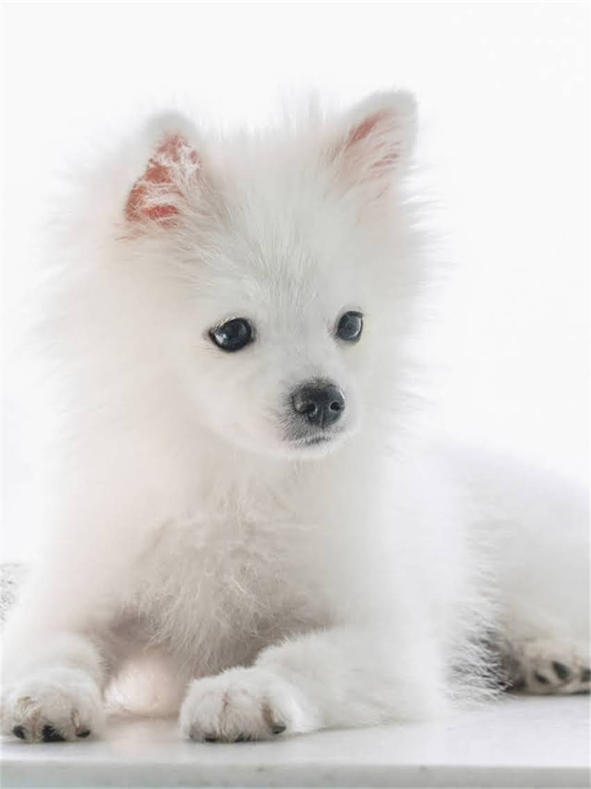 图片 小比熊爱咬人怎么办？3个专业训犬师建议+行为矫正全攻略（附训练视频）.jpg