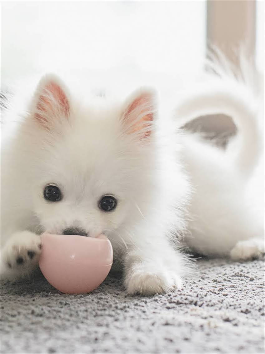 图片 小比熊爱咬人怎么办？3个专业训犬师建议+行为矫正全攻略（附训练视频）1.jpg