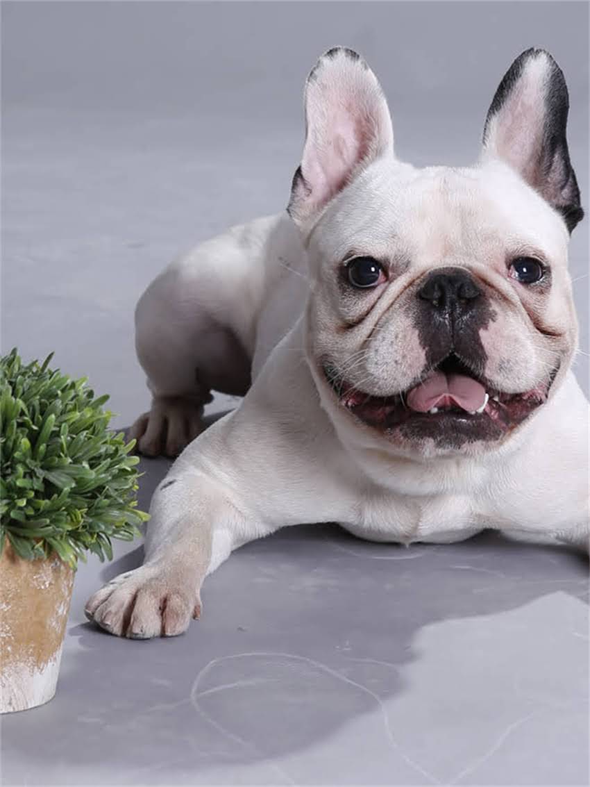 图片 小泰迪犬出现白色皮屑怎么办？家庭护理与专业治疗全攻略.jpg