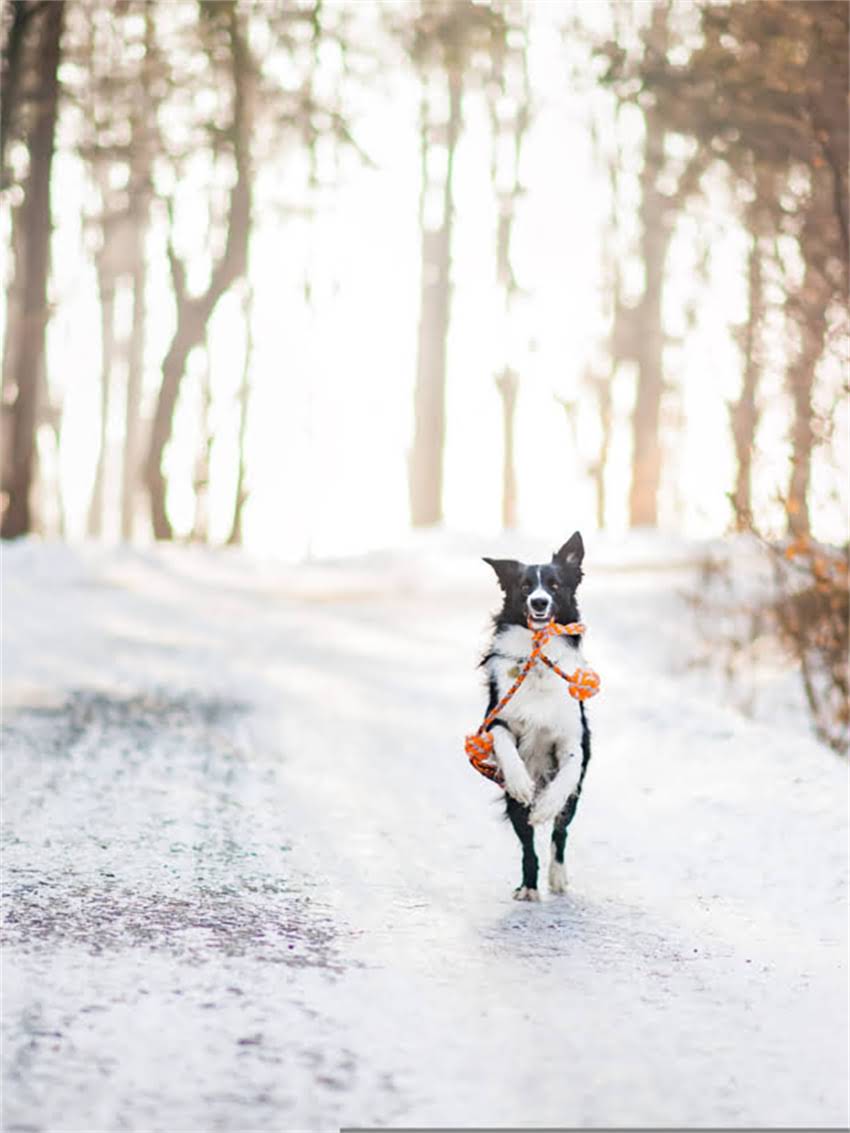 图片 小狗不睡觉怎么办？5大原因+10个科学解决方法，养宠人必看2.jpg