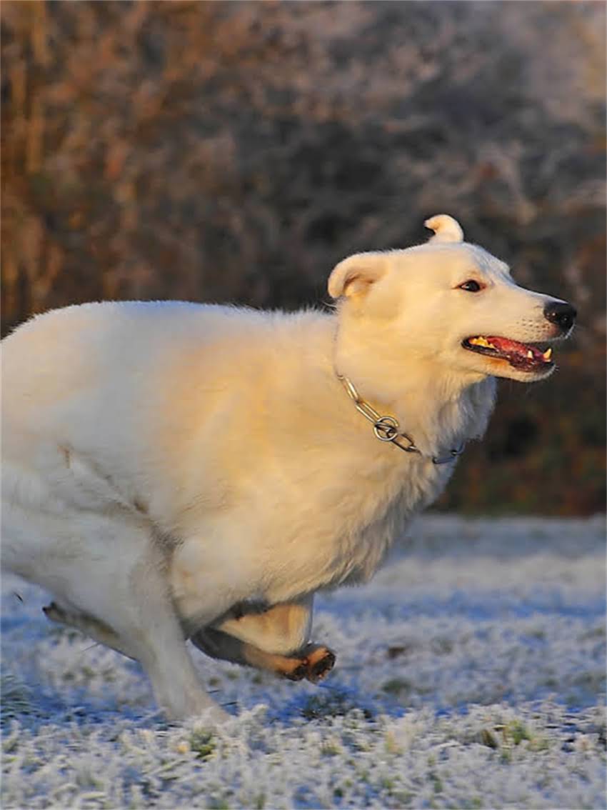 图片 小狗不进狗厕所怎么办？5个科学训练法+常见误区2.jpg