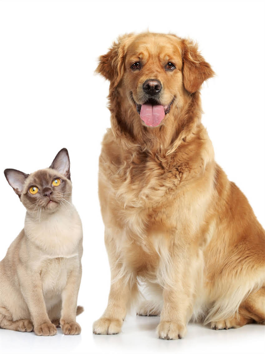 图片 小狗出生后如何科学护理？新手家长必看的出生24小时护理指南（附详细流程）1.jpg