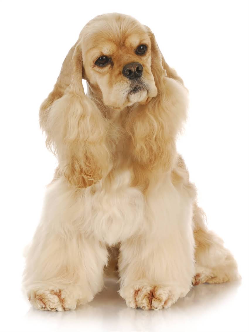 图片 小狗口腔溃疡全攻略：症状识别+家庭疗法+兽医治疗+预防措施，养宠家长必看！.jpg