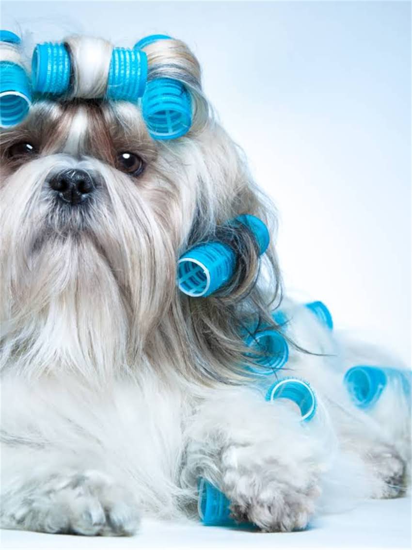 图片 小狗可以吃面包吗？5大注意事项与科学喂养指南（附食谱）1.jpg