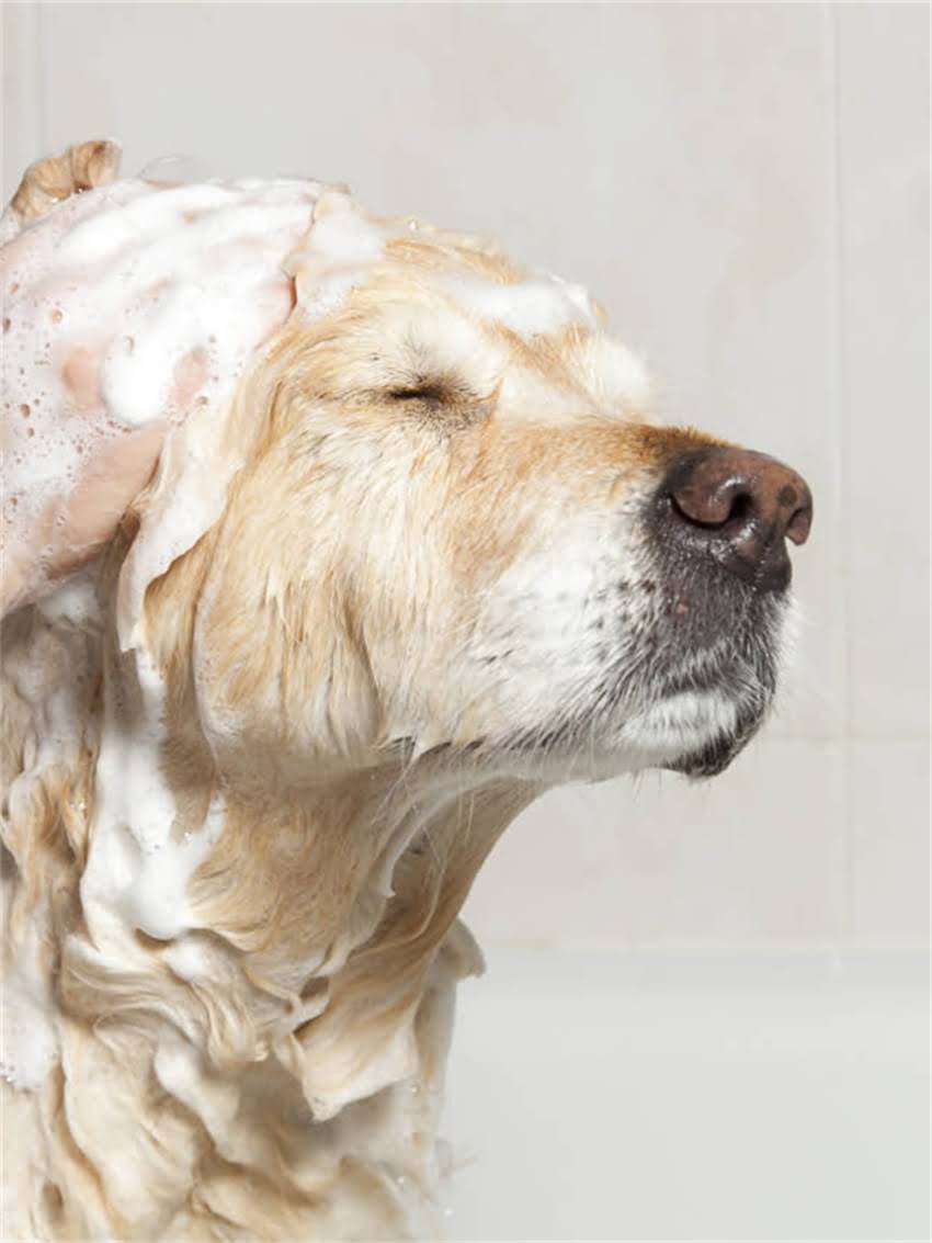 图片 小狗可以喝豆奶吗？科学喂养指南与注意事项全（附食谱建议）.jpg