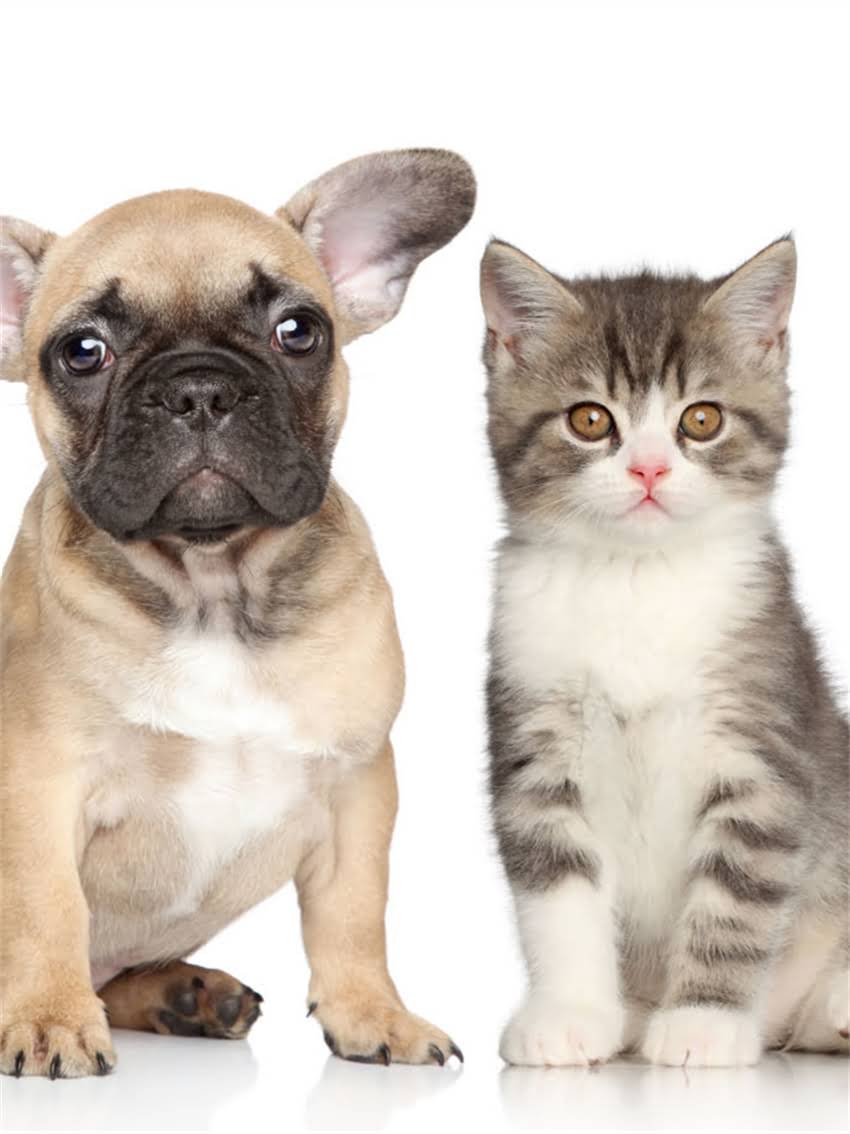 图片 小狗可以喝豆奶吗？科学喂养指南与注意事项全（附食谱建议）2.jpg