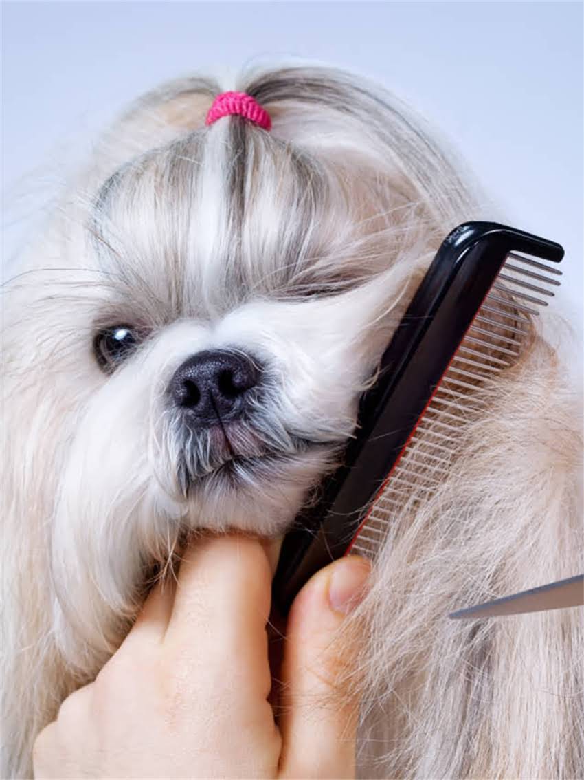 图片 小狗吃撑了10大症状及紧急处理指南：主人必看的健康预警.jpg