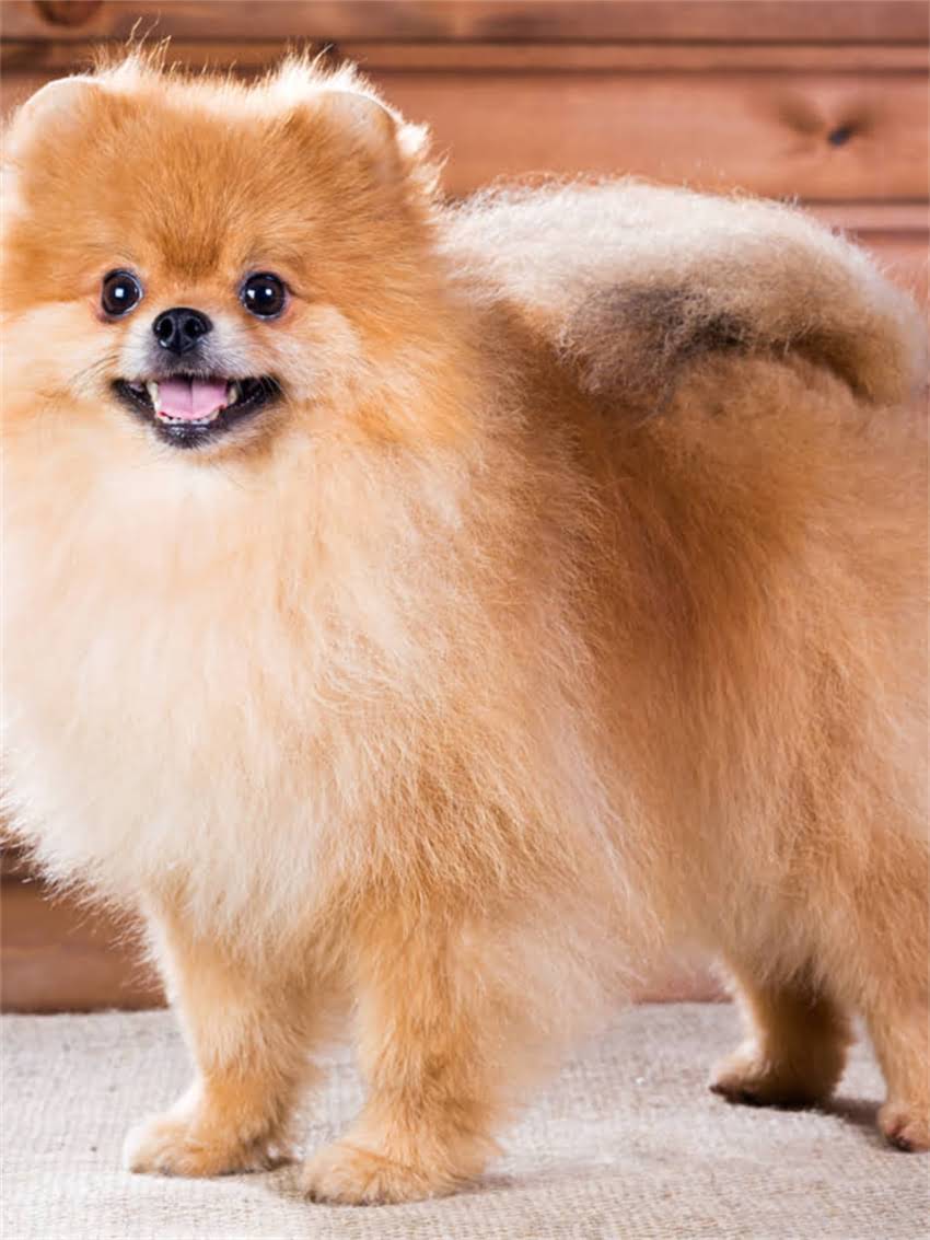 图片 小狗吃撑了10大症状及紧急处理指南：主人必看的健康预警1.jpg