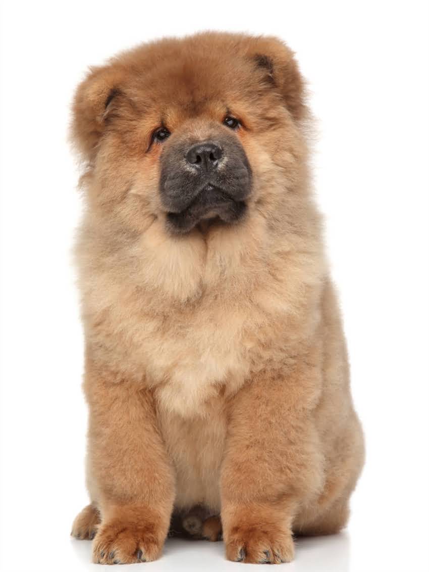 图片 小狗吃撑了10大症状及紧急处理指南：主人必看的健康预警2.jpg