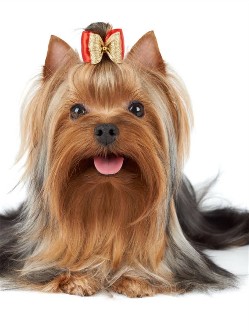 图片 小狗吐白沫怎么回事？资深兽医教你识别7大原因及家庭应对指南.jpg