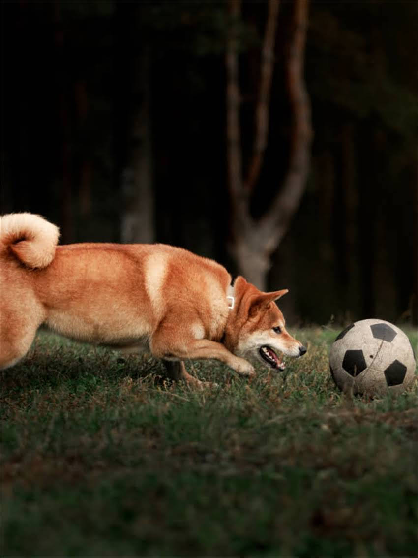 图片 小狗呕吐吃什么药？5种家庭应急药+3种禁用药物清单，养狗人必看！.jpg