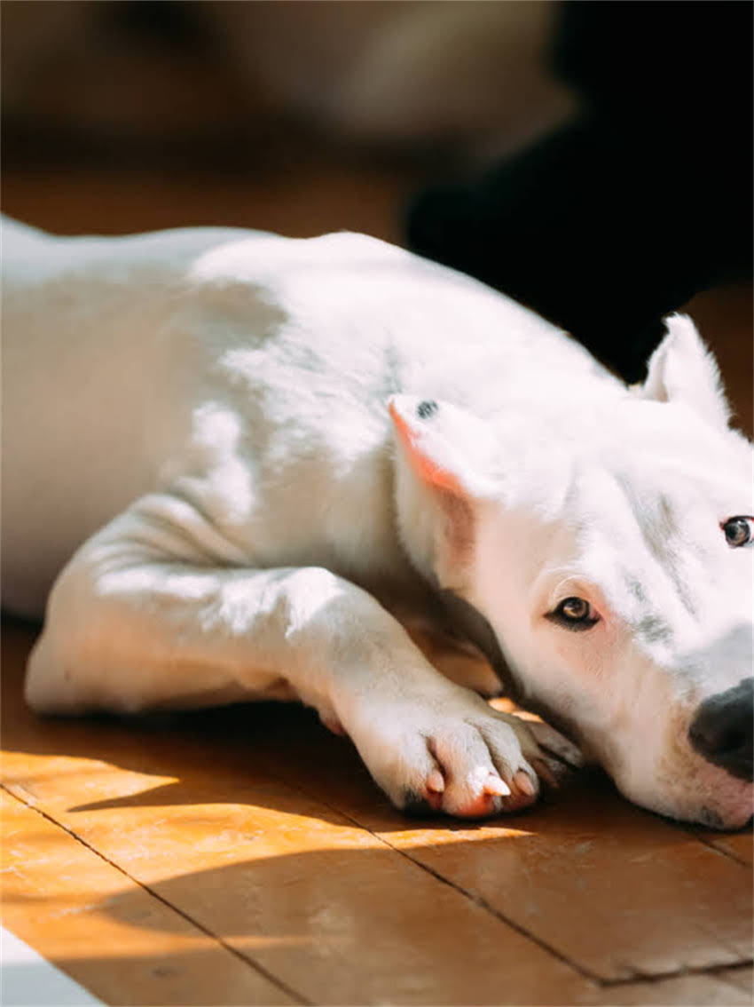 图片 小狗呕吐吃什么药？5种家庭应急药+3种禁用药物清单，养狗人必看！1.jpg