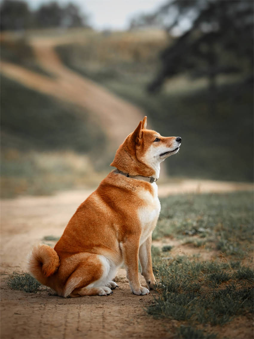 图片 小狗呕吐吃什么药？5种家庭应急药+3种禁用药物清单，养狗人必看！2.jpg