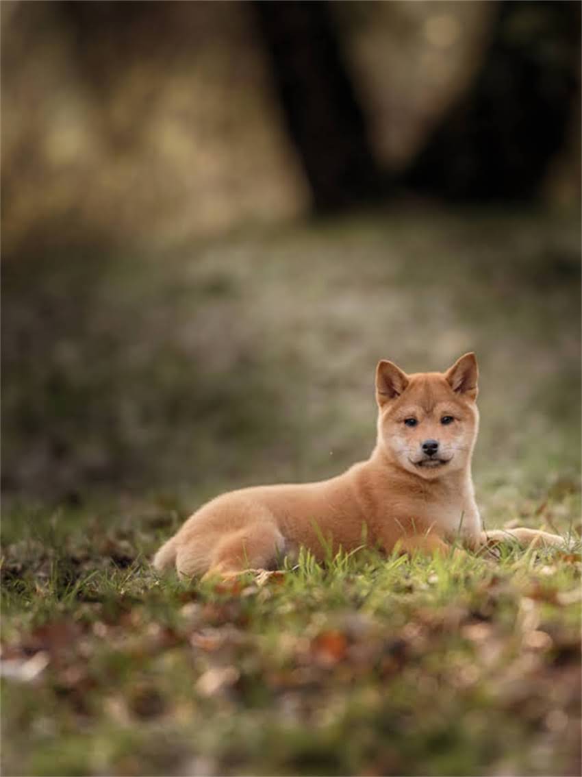 图片 小狗咳嗽呕吐怎么办？家庭护理与常见药物推荐（附症状判断与急救指南）1.jpg
