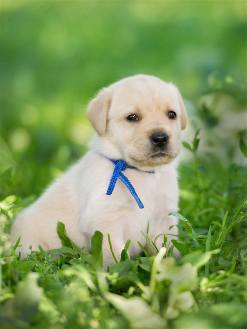 图片 小狗哆嗦怎么回事？全面颤抖原因及科学应对指南，养狗人必读.jpg