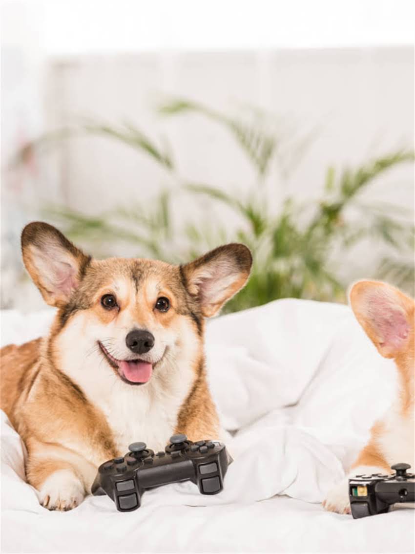 图片 小狗快速成长黄金期：科学喂养指南（1-12月全）.jpg