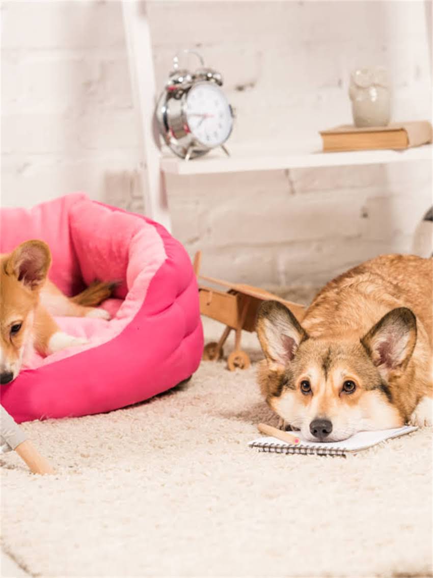 图片 小狗快速成长黄金期：科学喂养指南（1-12月全）1.jpg