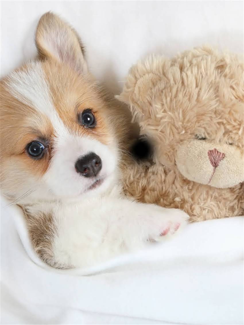 图片 小狗总喝水怎么办？5大原因+专业解决指南（附症状自检表）1.jpg