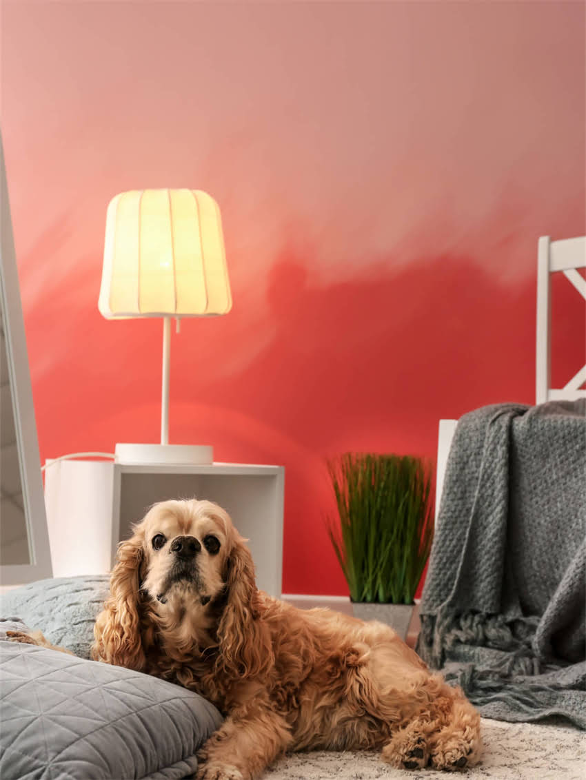 图片 小狗总喝水怎么办？5大原因+专业解决指南（附症状自检表）2.jpg