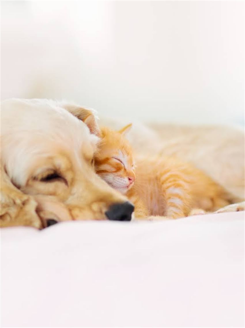 图片 小狗打喷嚏吃什么药？权威指南：家庭护理+科学用药全攻略（附用药禁忌）.jpg