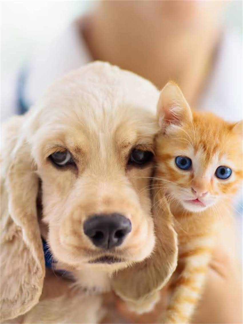 图片 小狗打喷嚏吃什么药？权威指南：家庭护理+科学用药全攻略（附用药禁忌）1.jpg