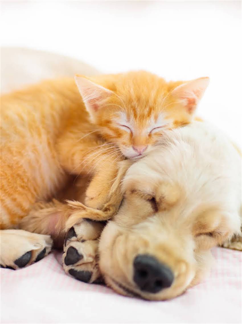 图片 小狗打喷嚏吃什么药？权威指南：家庭护理+科学用药全攻略（附用药禁忌）2.jpg