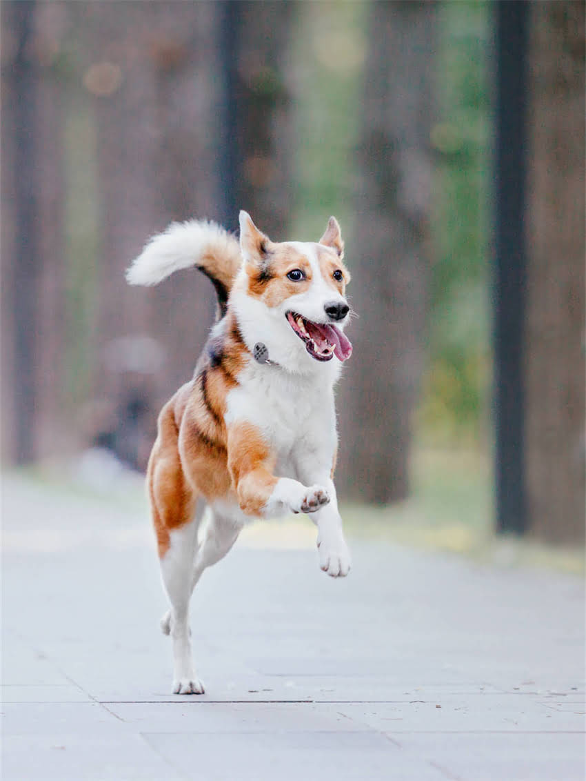 图片 小狗打国产疫苗前必看！5大注意事项及推荐品牌清单1.jpg