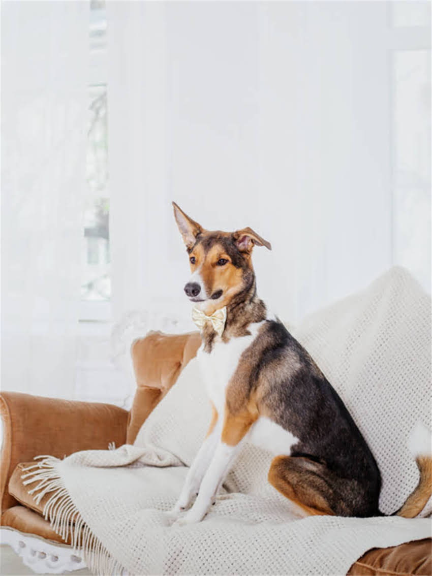 图片 小狗打国产疫苗前必看！5大注意事项及推荐品牌清单2.jpg