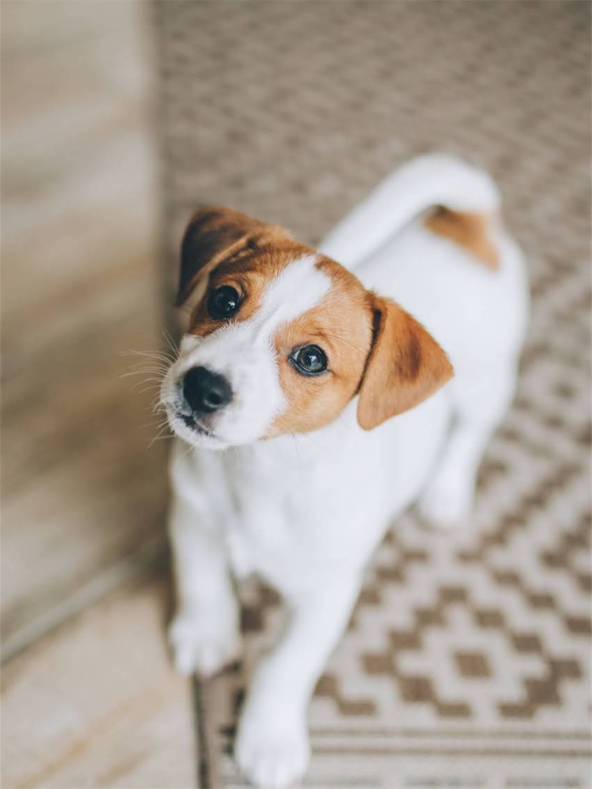 图片 小狗打完疫苗后大便干结怎么办？5大原因及科学护理指南（附食谱）1.jpg