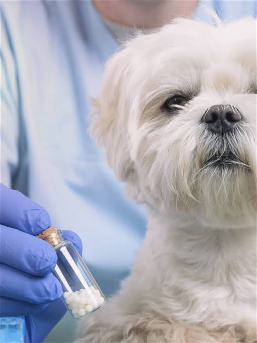 图片 小狗打完疫苗后大便干结怎么办？5大原因及科学护理指南（附食谱）2.jpg