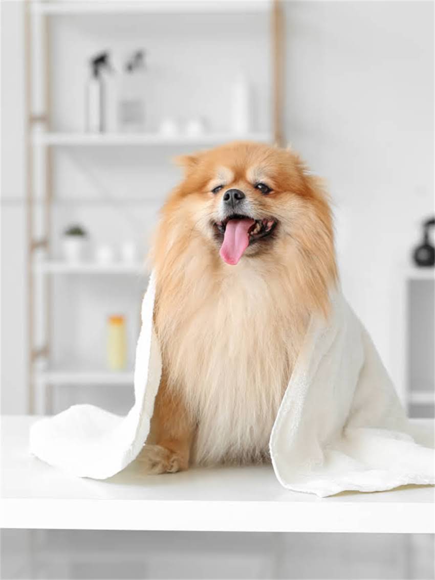 图片 小狗打疫苗前洗澡全流程指南｜疫苗前洗澡的5大注意事项+疫苗后护理秘籍.jpg