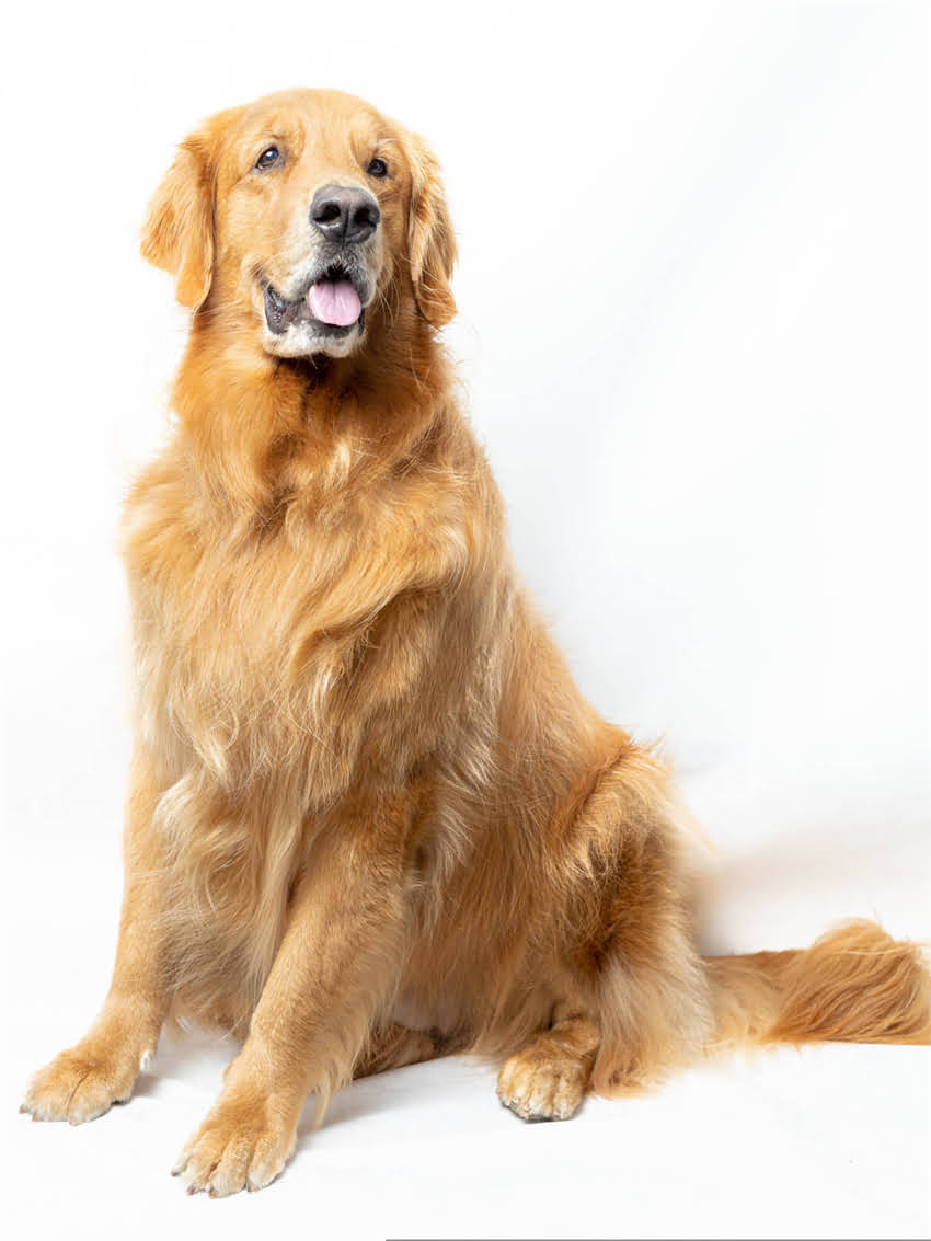 图片 小狗打疫苗前洗澡全流程指南｜疫苗前洗澡的5大注意事项+疫苗后护理秘籍1.jpg