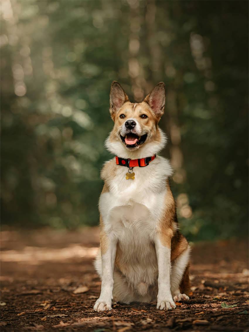 图片 小狗打疫苗后拒食怎么办？幼犬疫苗后食欲不振的5大原因及家庭护理指南.jpg