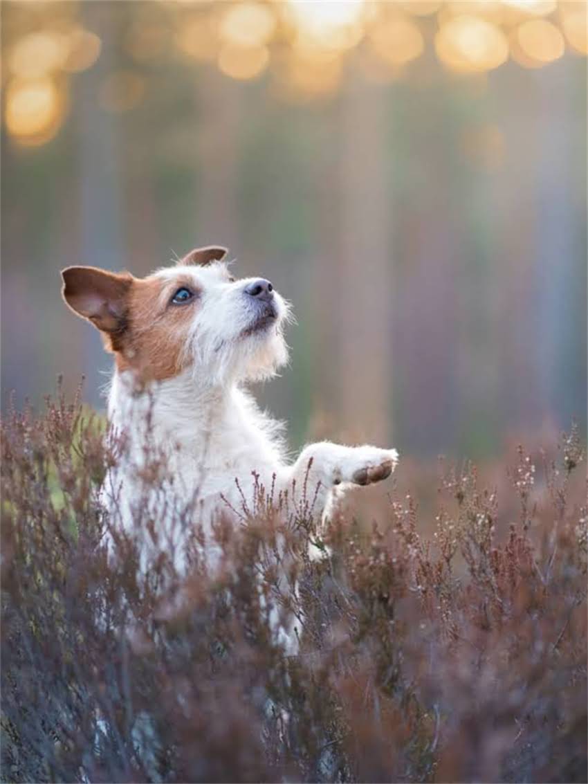 图片 小狗打疫苗的最佳时间表：3月龄前完成基础免疫，1岁后加强针怎么打？1.jpg