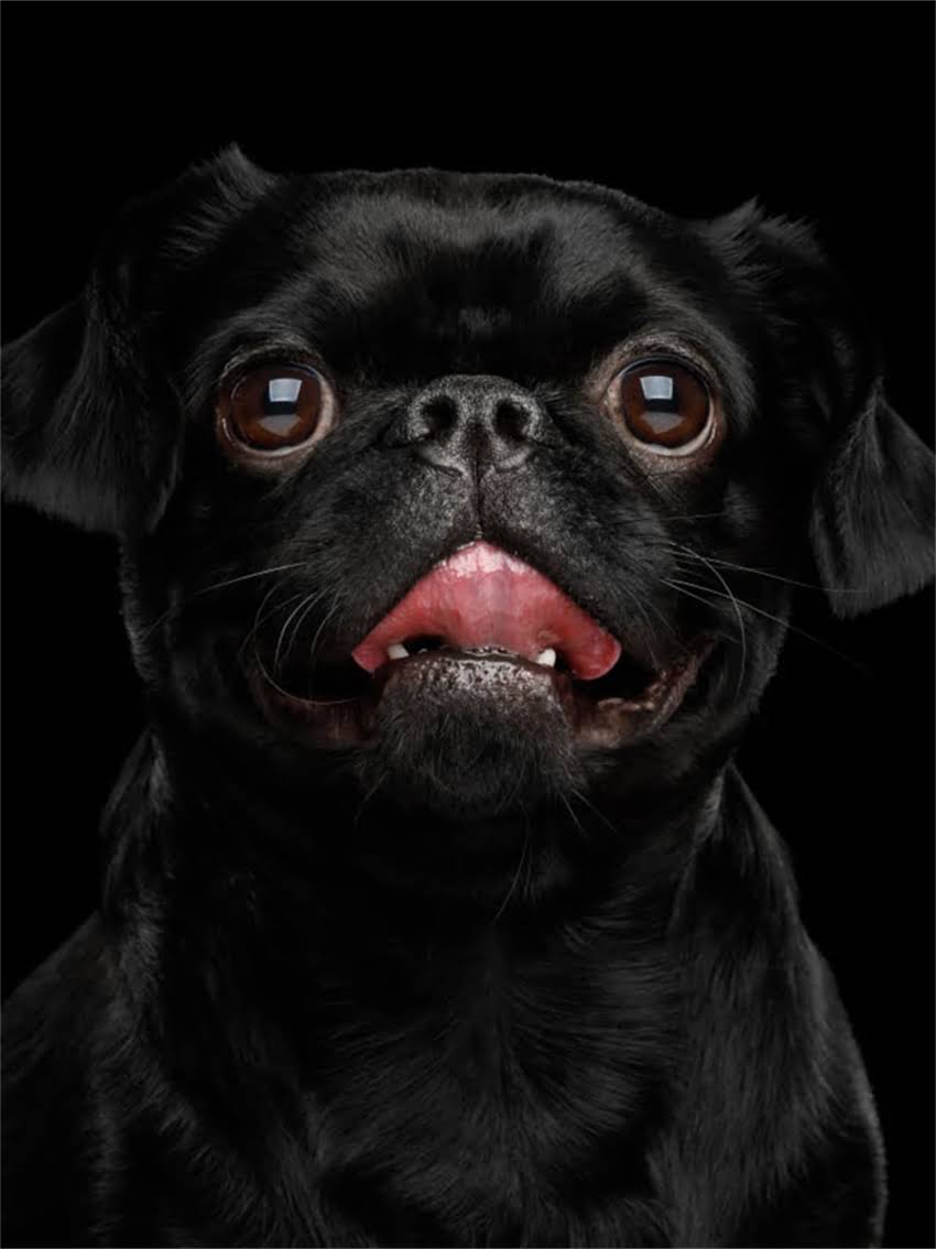 图片 小狗打疫苗的最佳时间表：3月龄前完成基础免疫，1岁后加强针怎么打？2.jpg