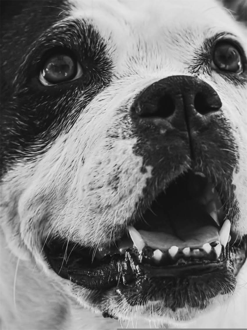 图片 小狗拉血怎么办？症状+科学治疗+家庭护理全指南.jpg