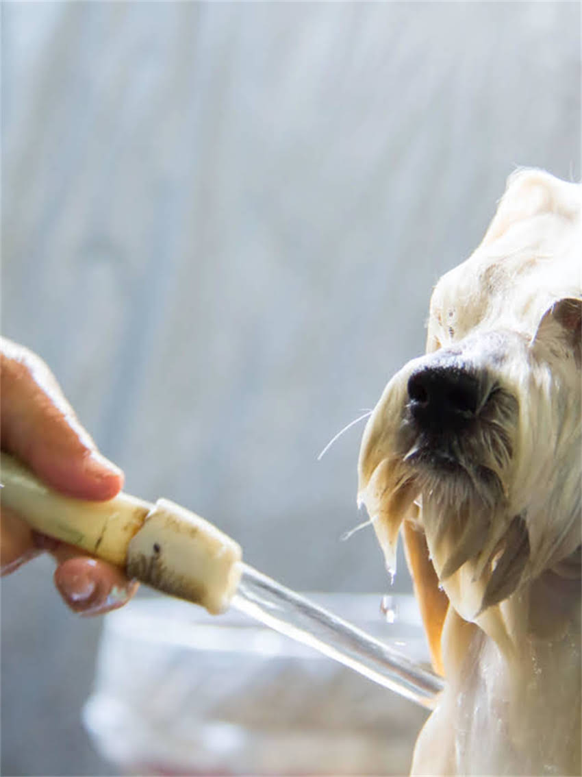 图片 小狗拉血怎么办？症状+科学治疗+家庭护理全指南1.jpg