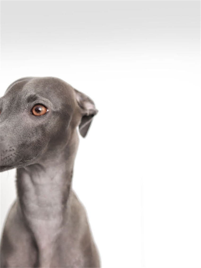 图片 小狗拉血怎么办？症状+科学治疗+家庭护理全指南2.jpg