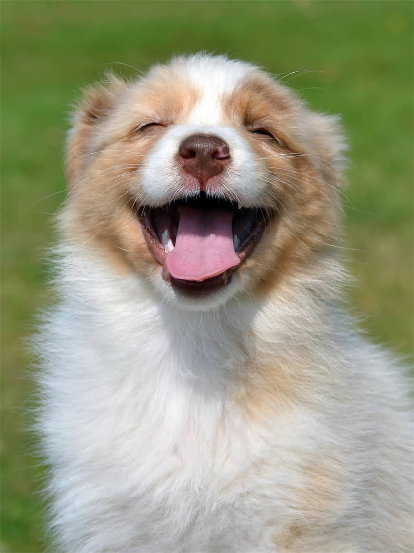 图片 小狗拉软便的5大原因及解决方法，家长必看的养宠指南.jpg