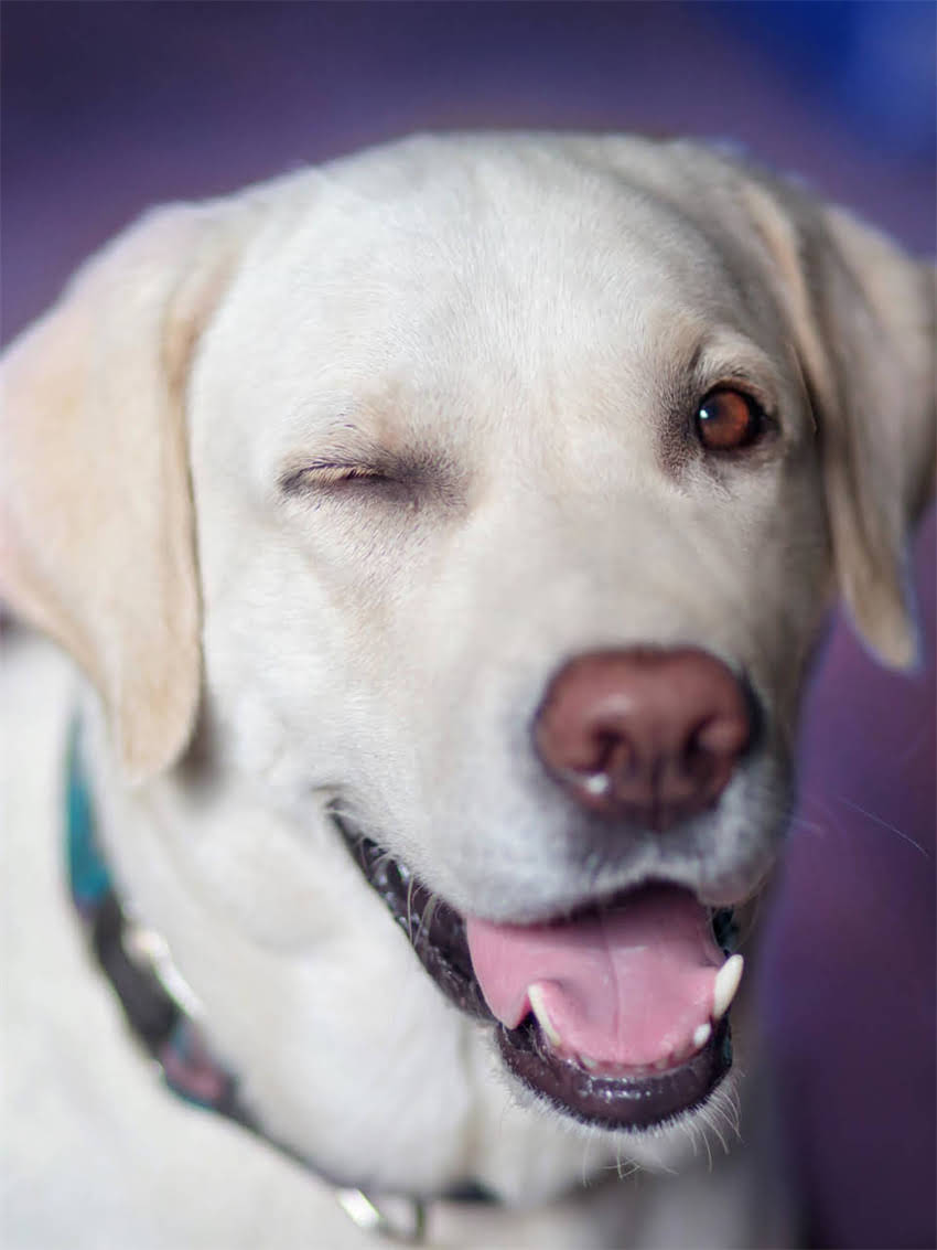 图片 小狗接种狂犬疫苗的常见副作用及应对措施2.jpg